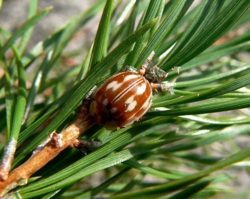 Myzia oblongoguttata